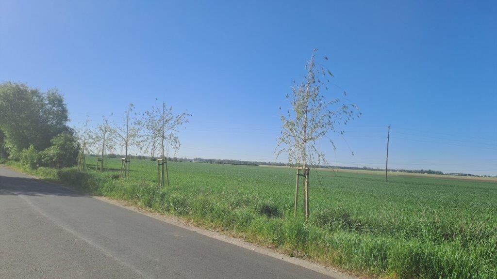 Zdjęcie drzew po nasadzeniu w Ceradzu Dolnym